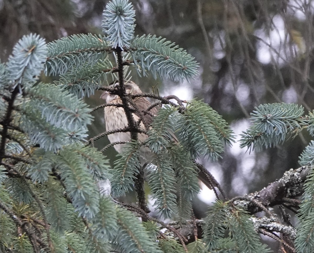 Rose-breasted Grosbeak - ML609954168