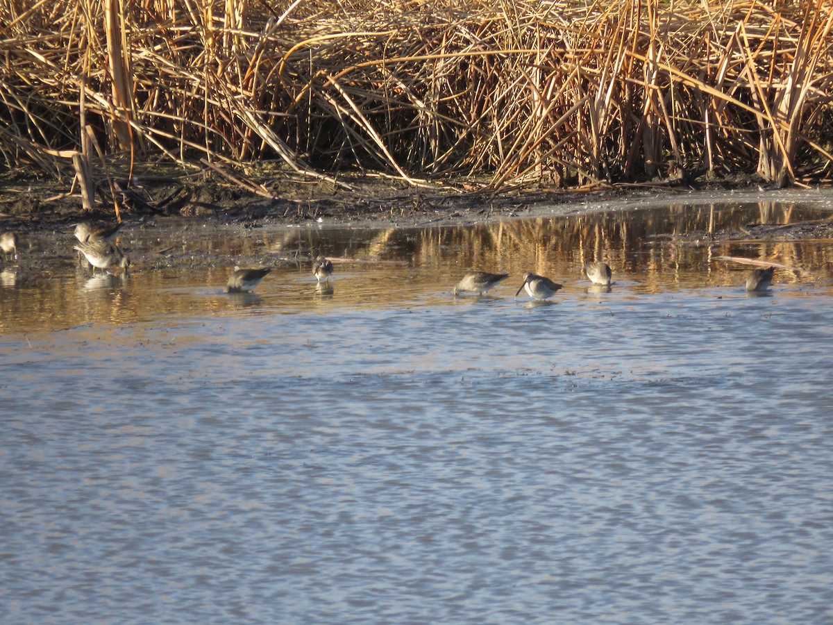 Long-billed Dowitcher - Sheila Hale