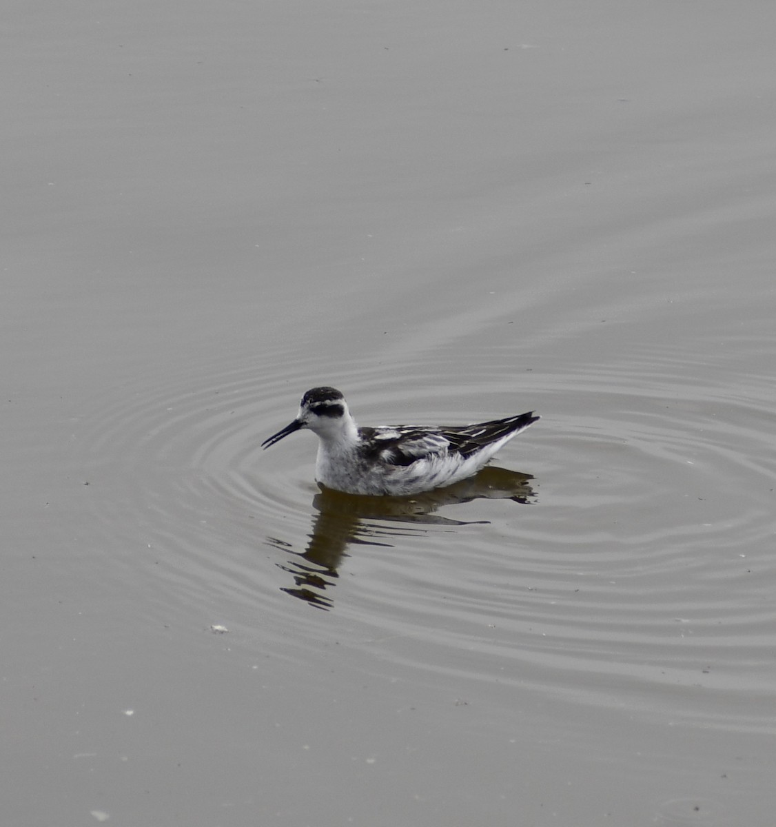 Red-necked Phalarope - ML609954319