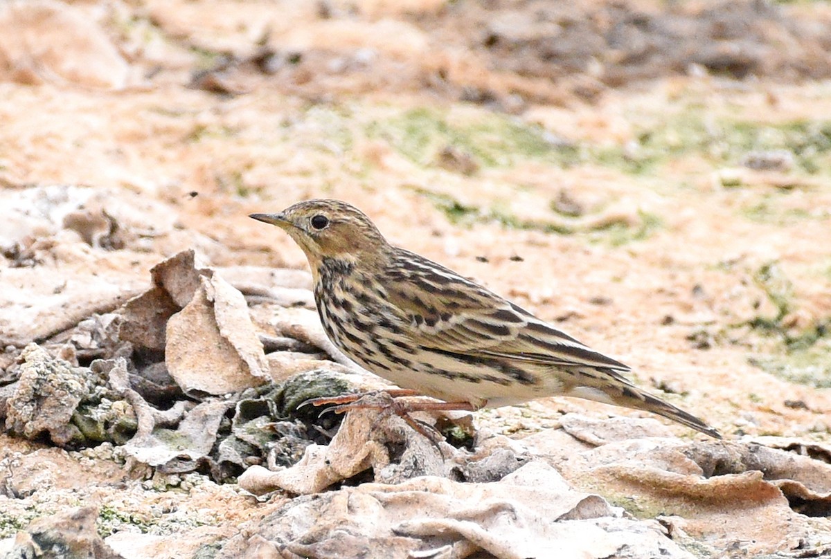 Red-throated Pipit - Steven Mlodinow