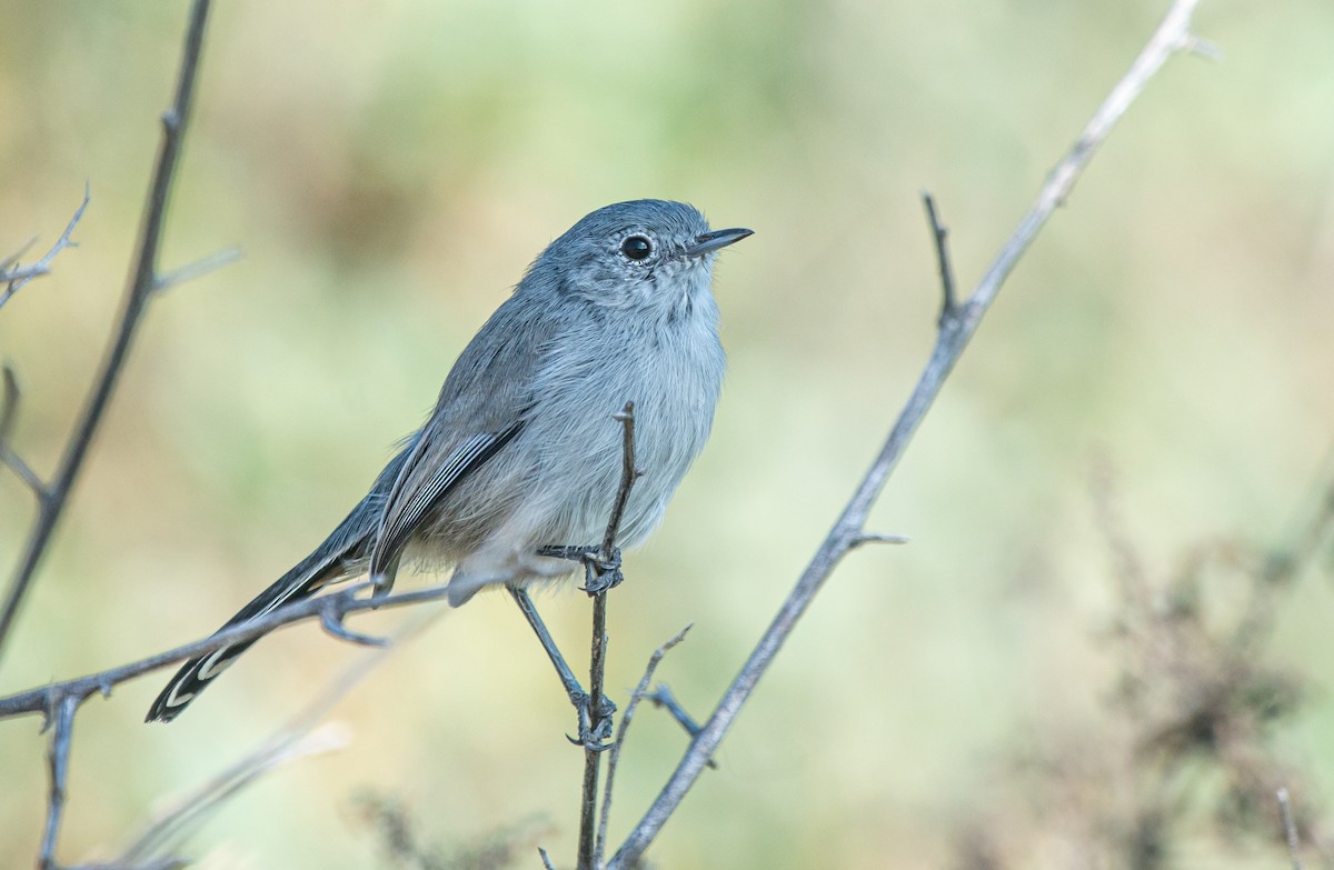 Perlita Californiana - ML609954419