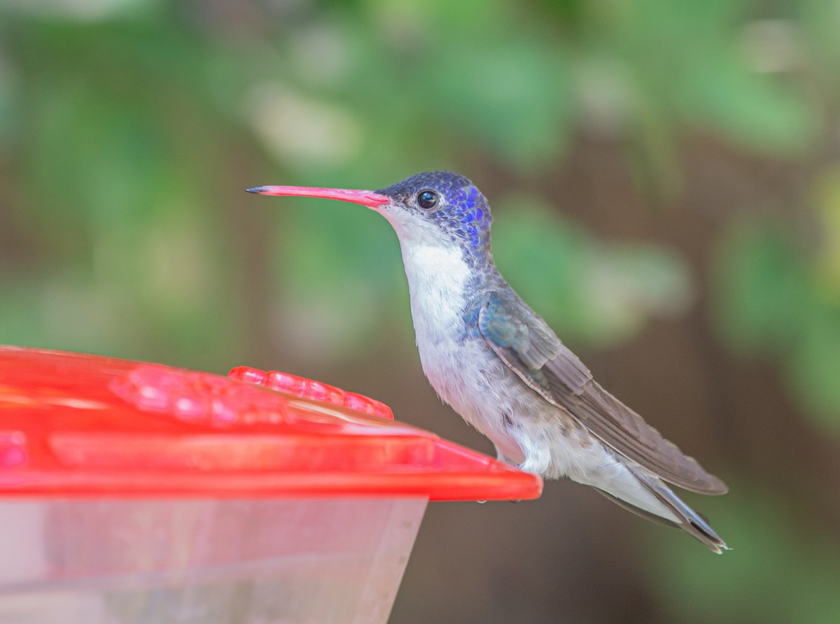 Violet-crowned Hummingbird - ML609954433