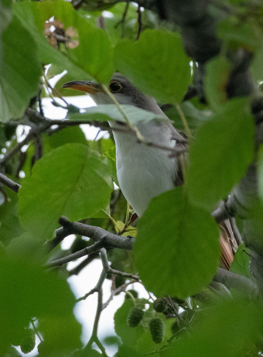 Yellow-billed Cuckoo - ML609954451