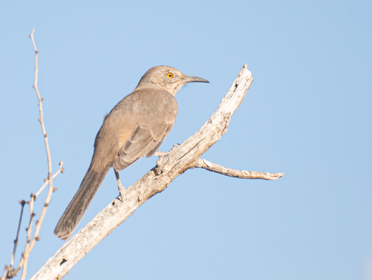 Bendire's Thrasher - ML609954564