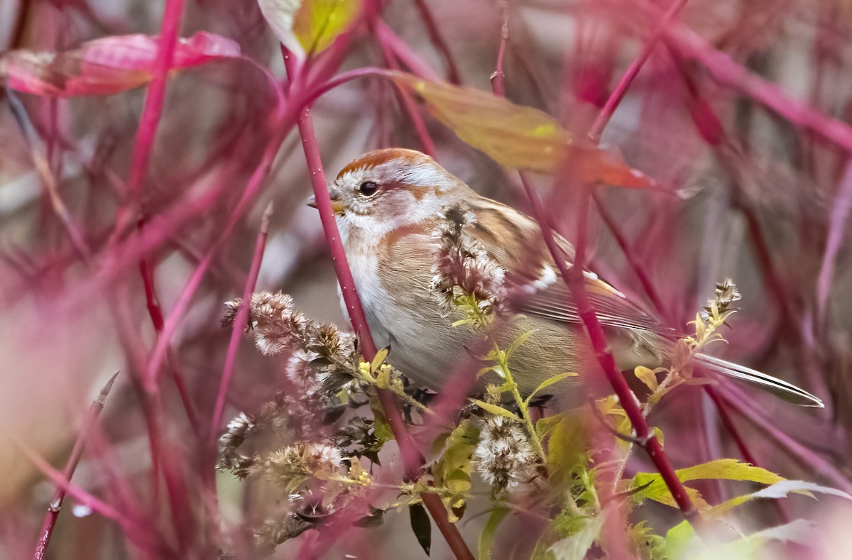 American Tree Sparrow - Jean Hebert