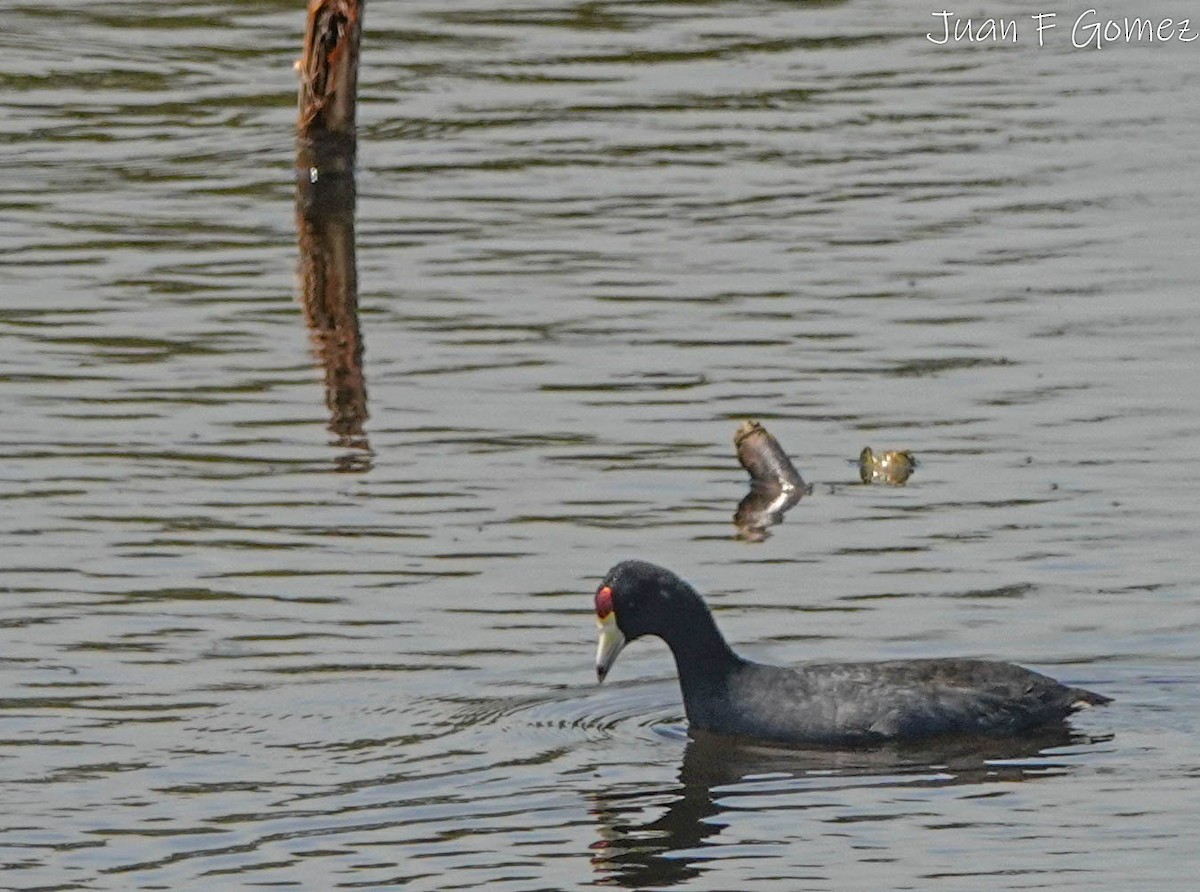 American Coot - Juan Fernando Gomez Castro