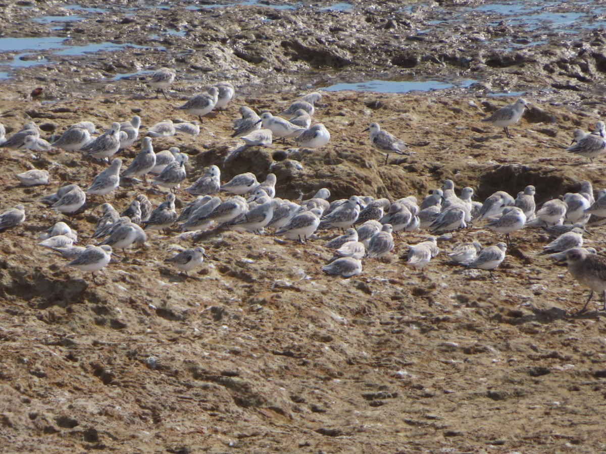 Bécasseau sanderling - ML609954646