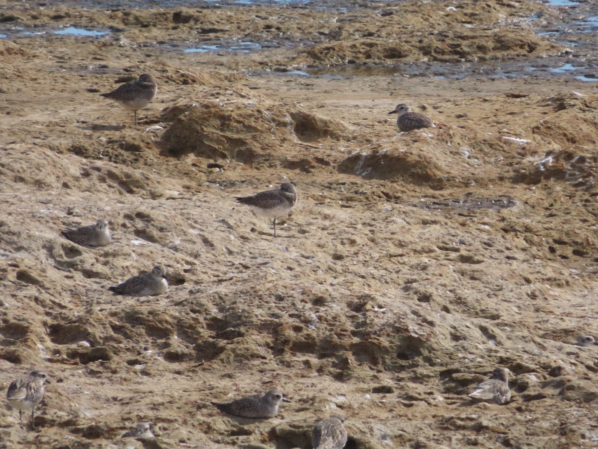 Black-bellied Plover - ML609954702