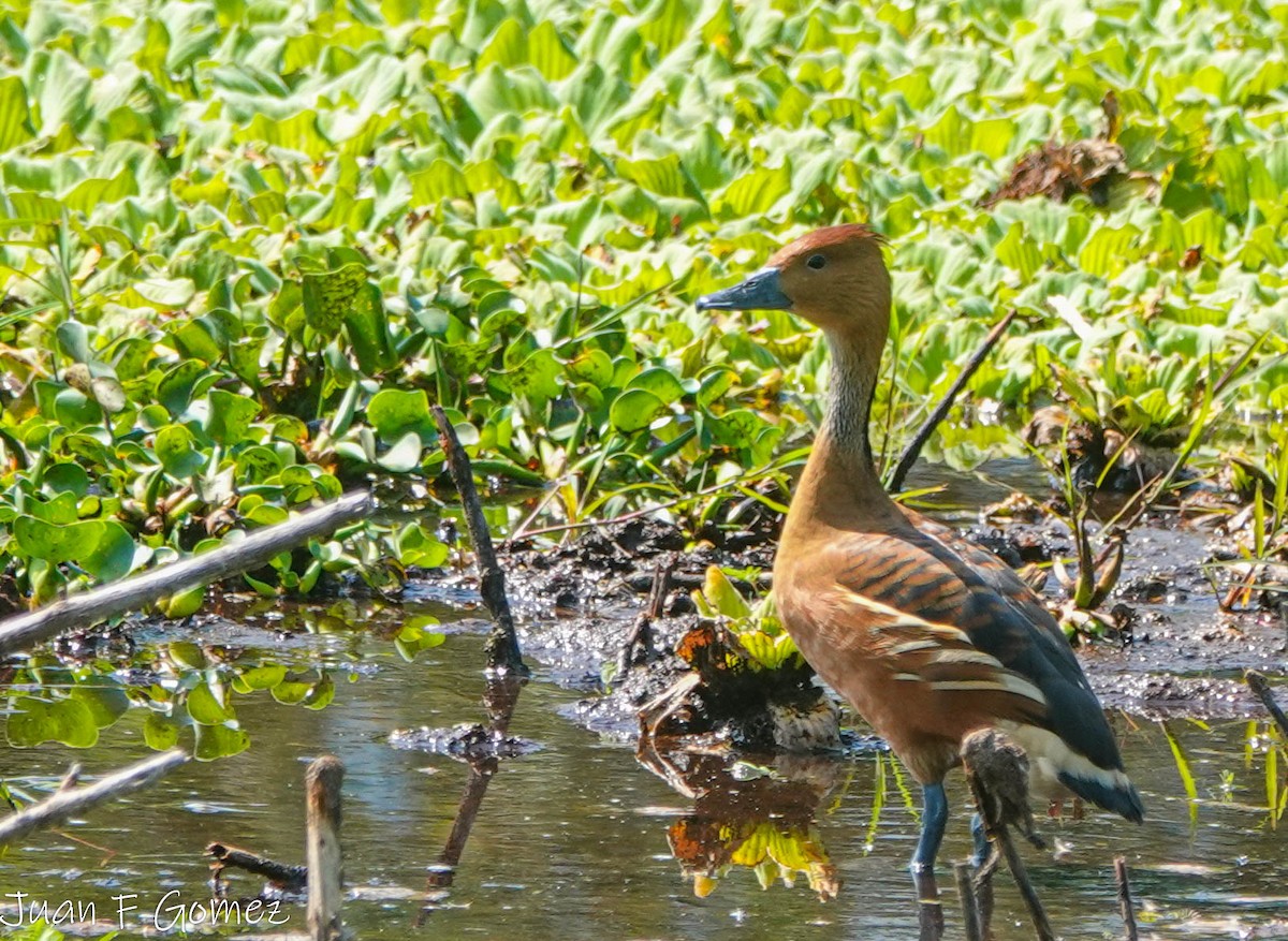 Fulvous Whistling-Duck - ML609955018