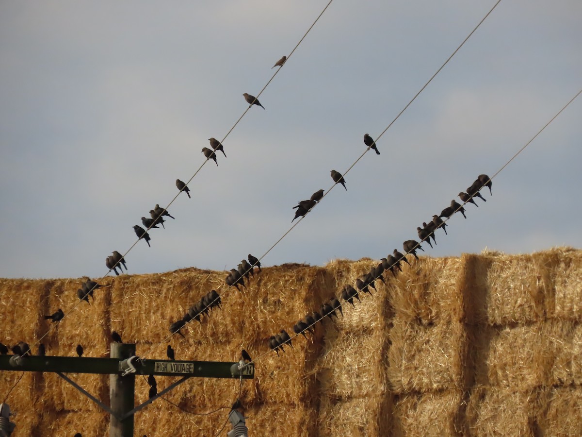 Brewer's Blackbird - ML609955044