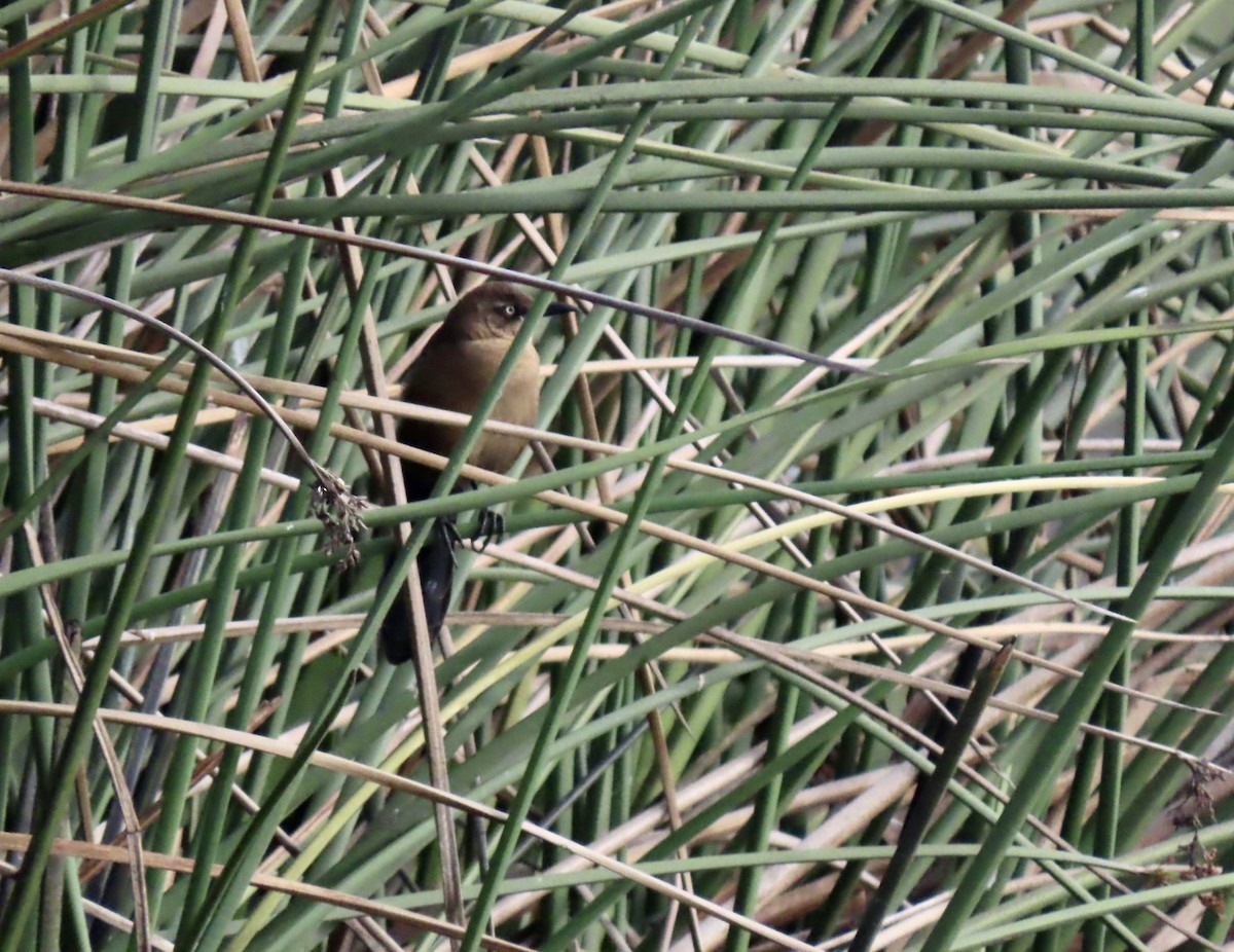 Great-tailed Grackle - ML609955070