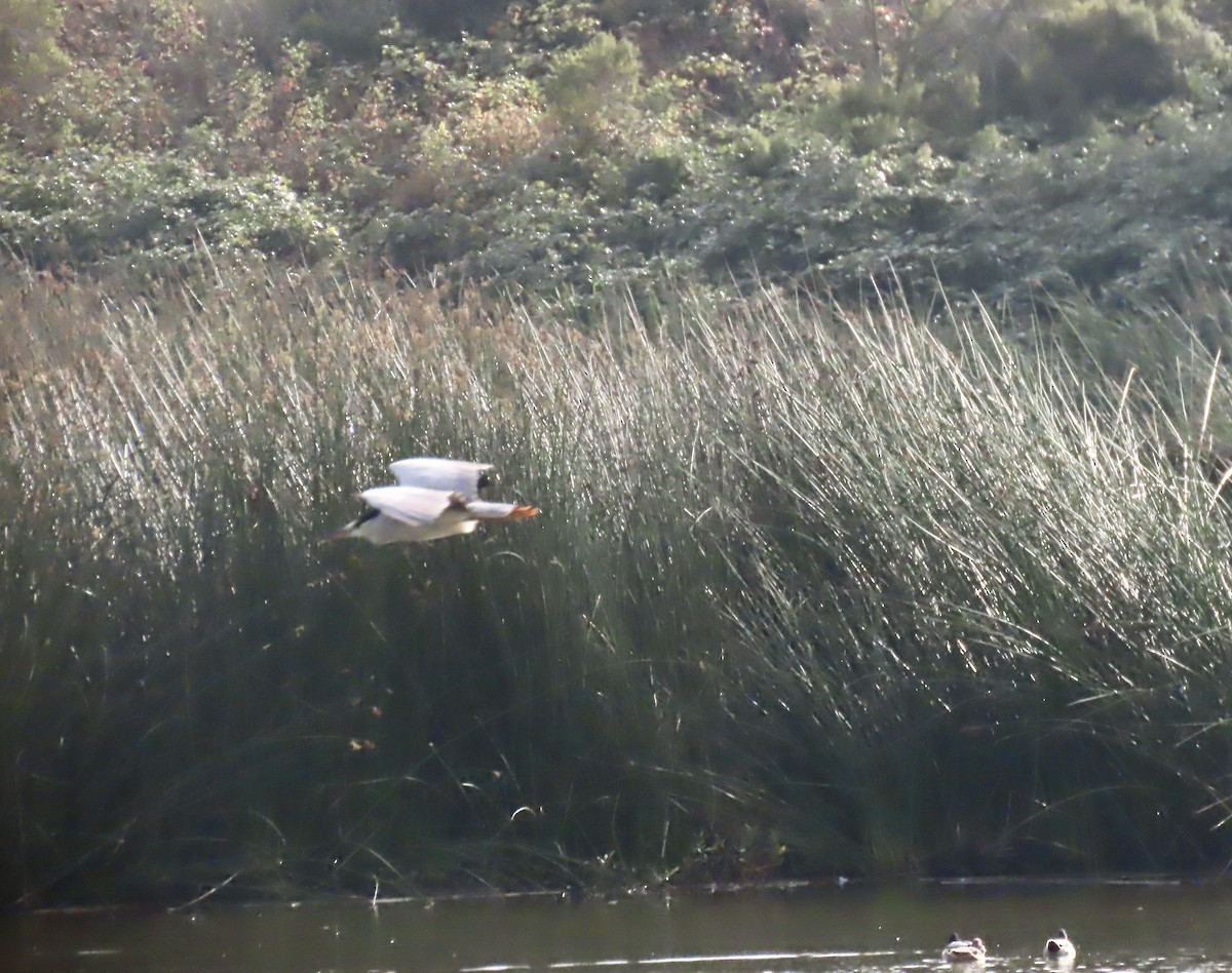 Black-crowned Night Heron - ML609955081