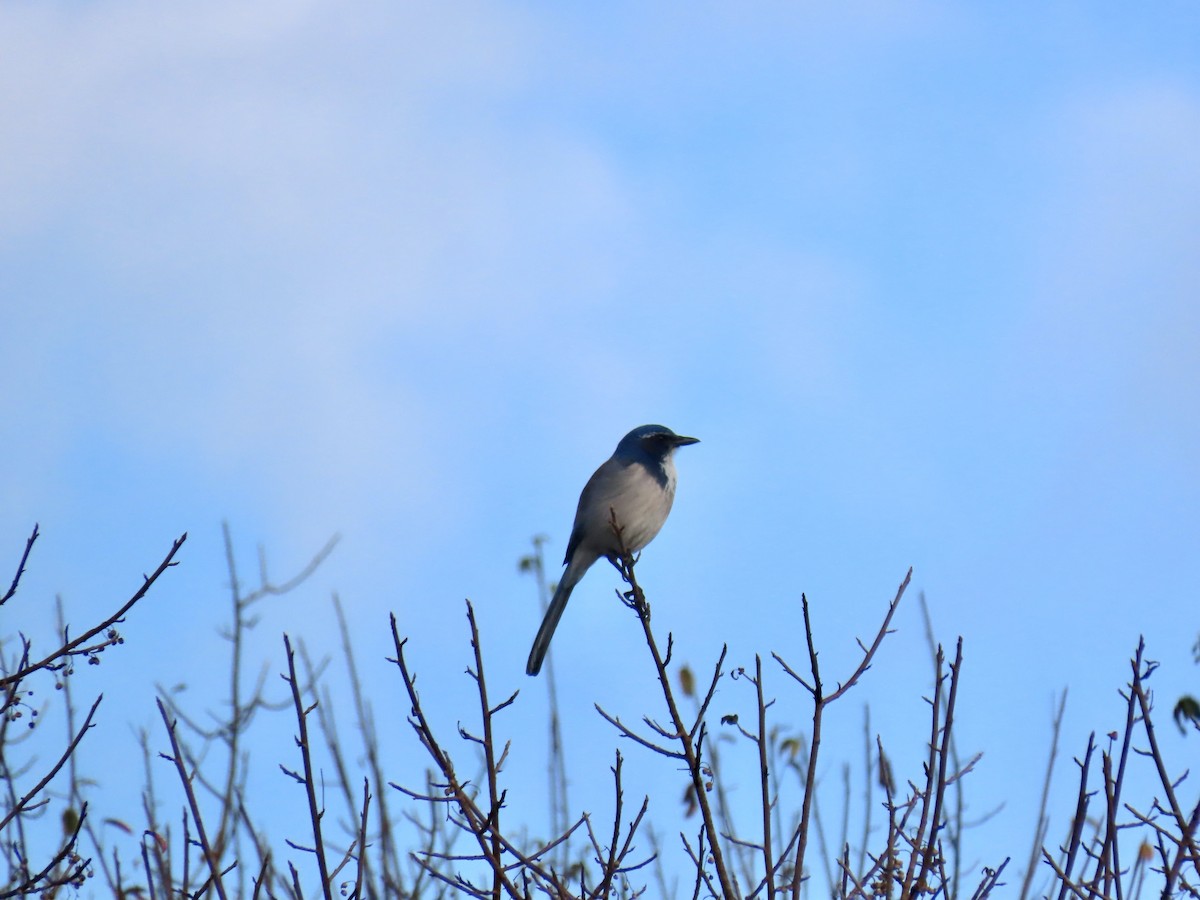 California Scrub-Jay - ML609955090