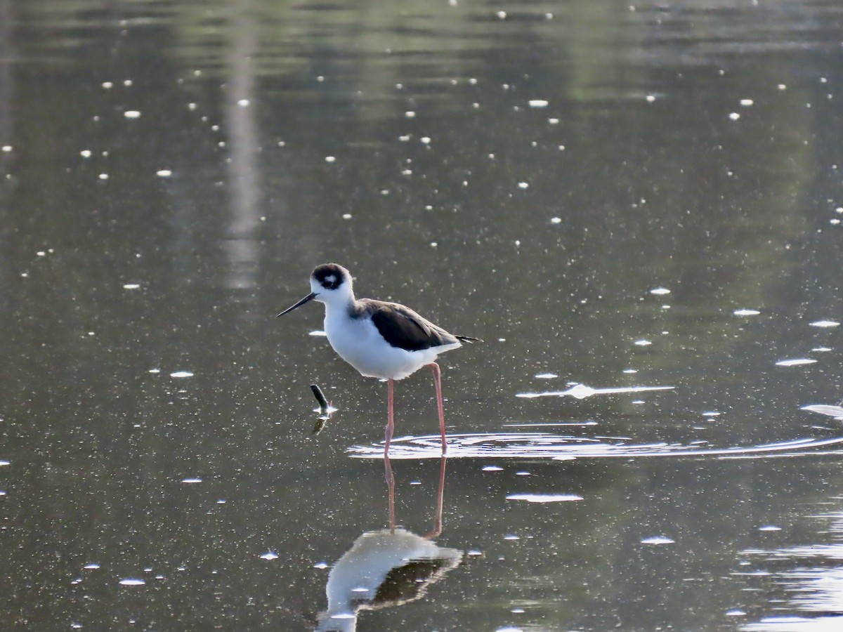 Black-necked Stilt - ML609955205