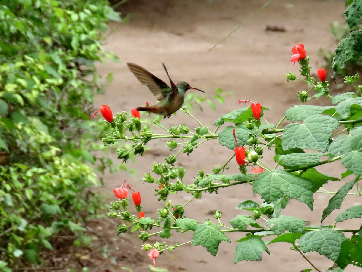 Buff-bellied Hummingbird - ML609955232