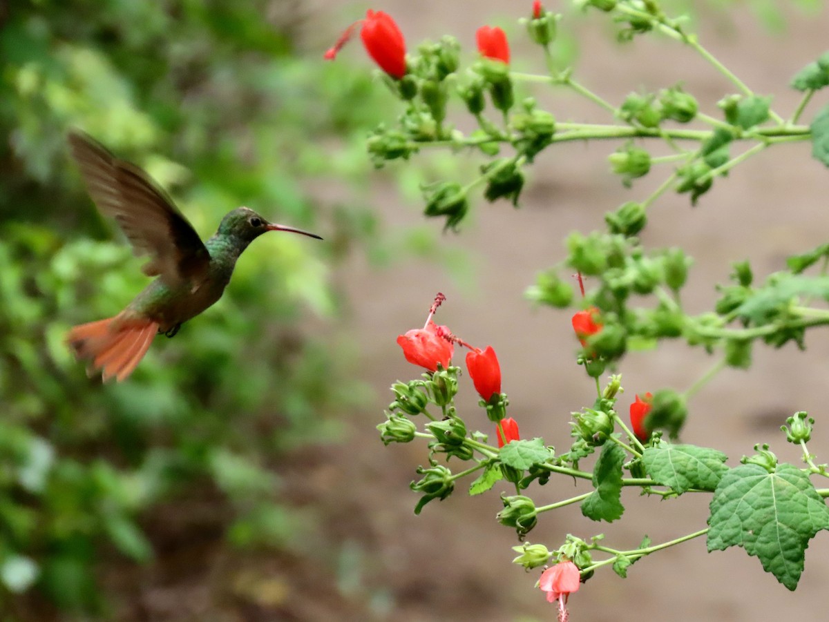 kolibřík yukatanský - ML609955233