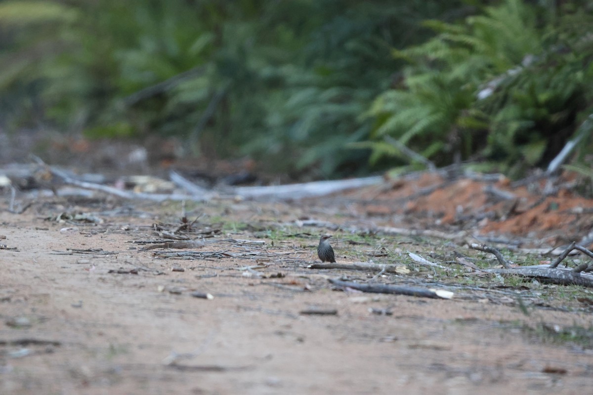 Red-browed Treecreeper - ML609955273
