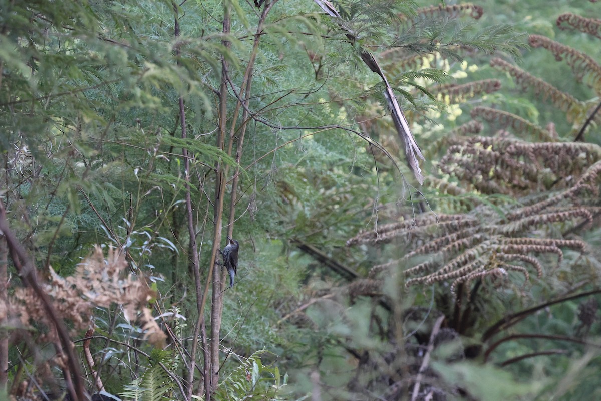 Red-browed Treecreeper - ML609955274