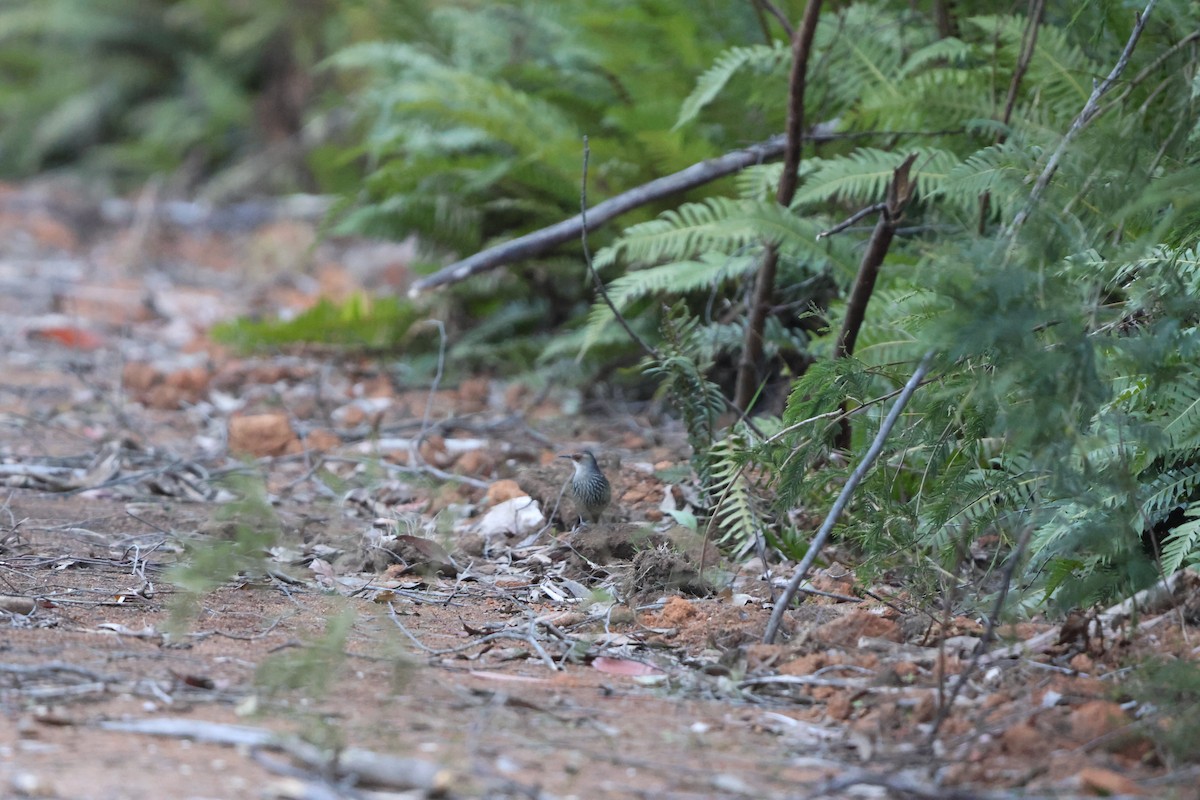 Red-browed Treecreeper - ML609955276