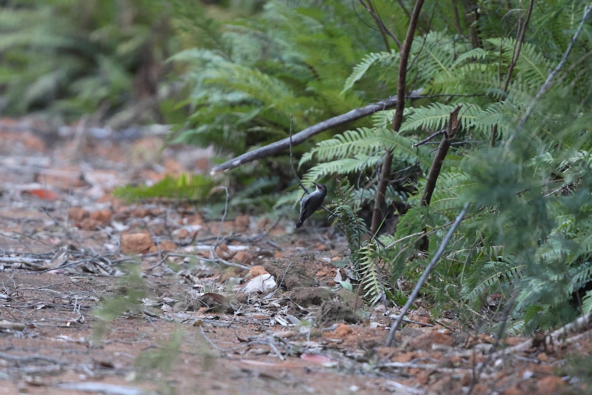 Red-browed Treecreeper - ML609955277