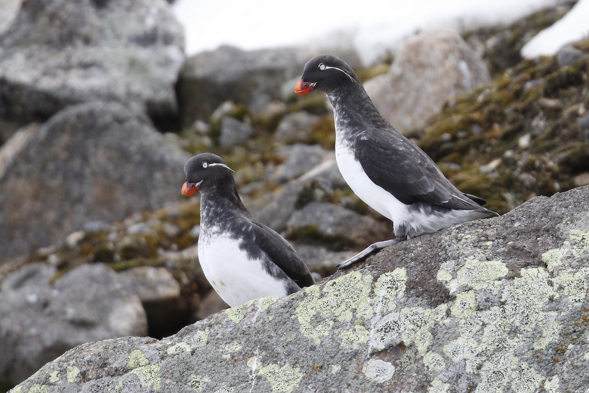 Parakeet Auklet - ML60995531