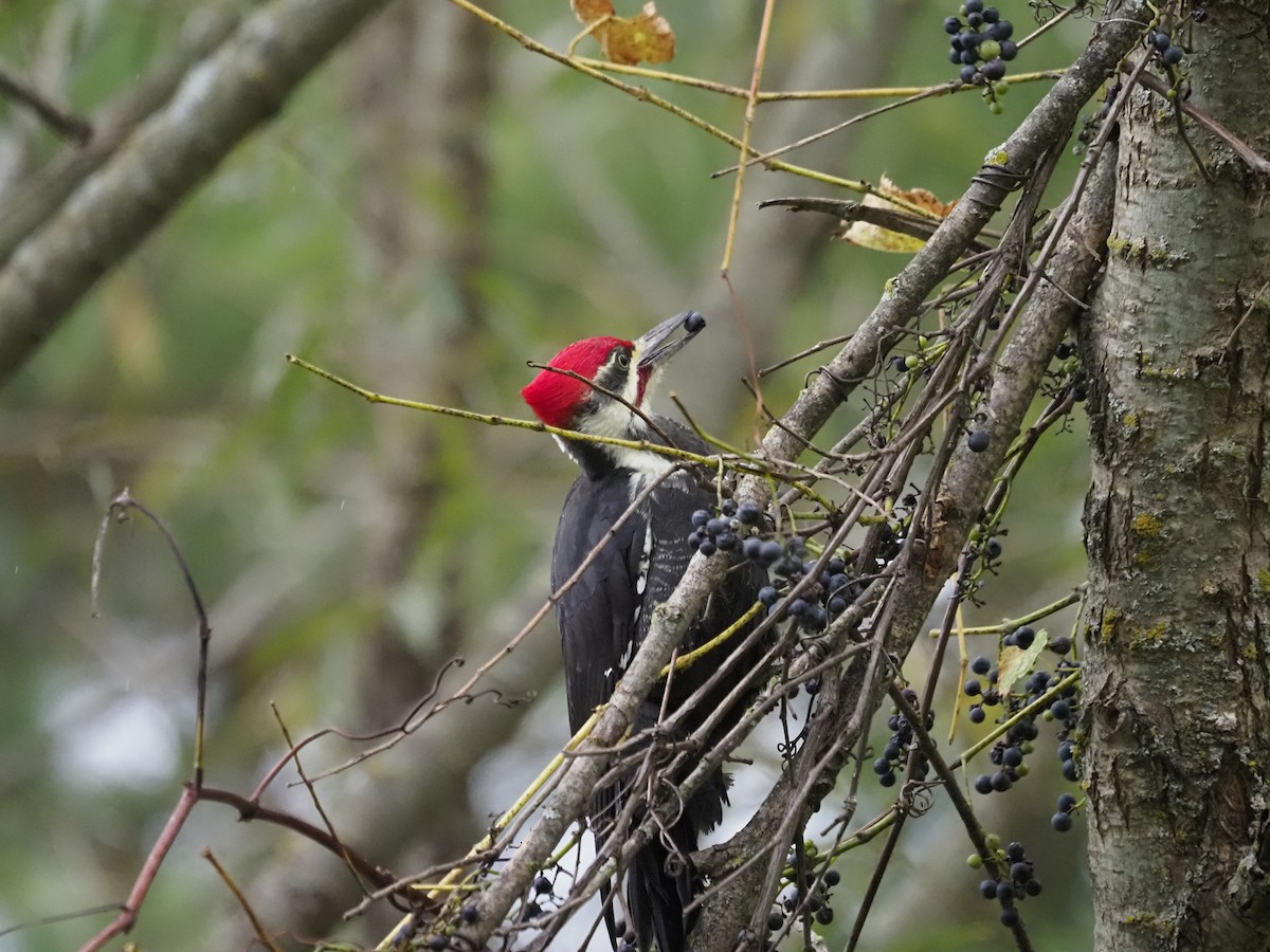 Pileated Woodpecker - ML609955321