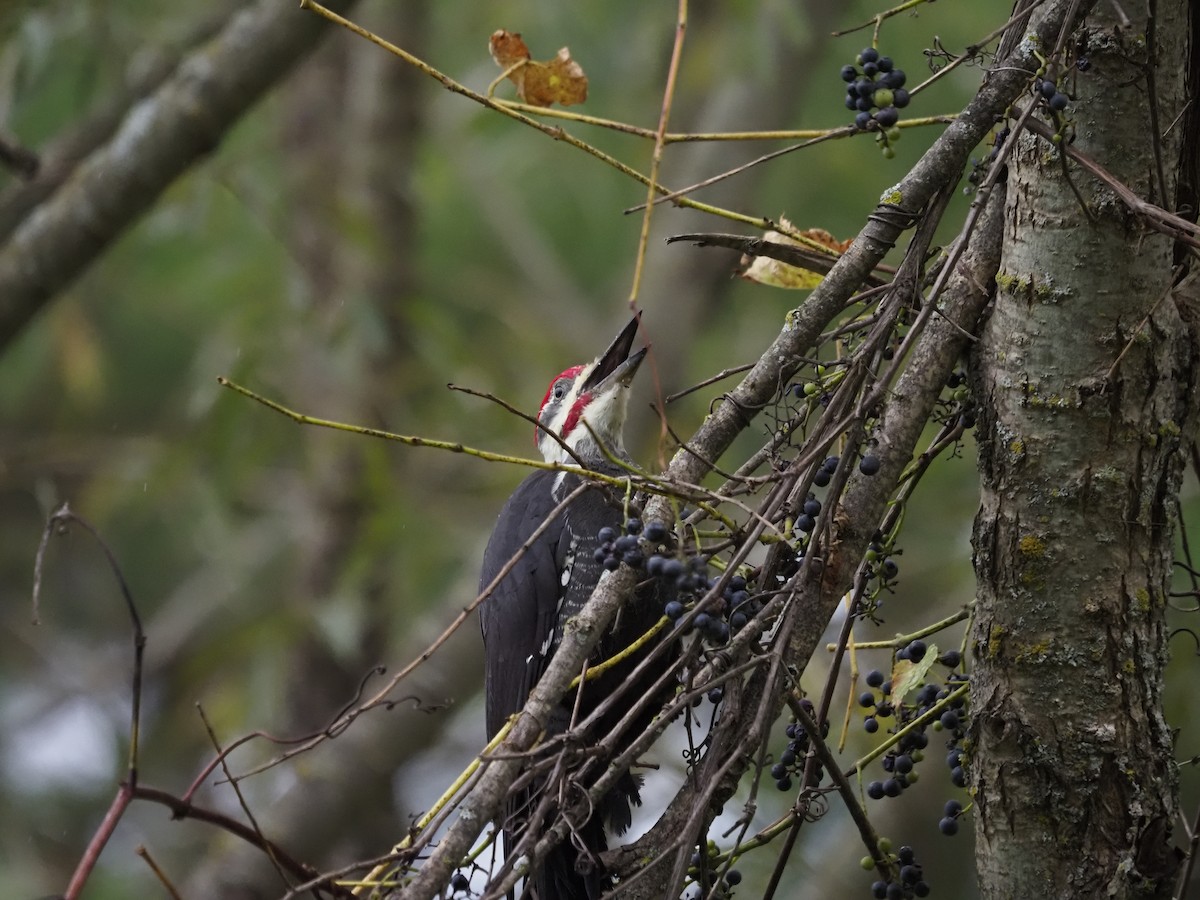 Pileated Woodpecker - ML609955322