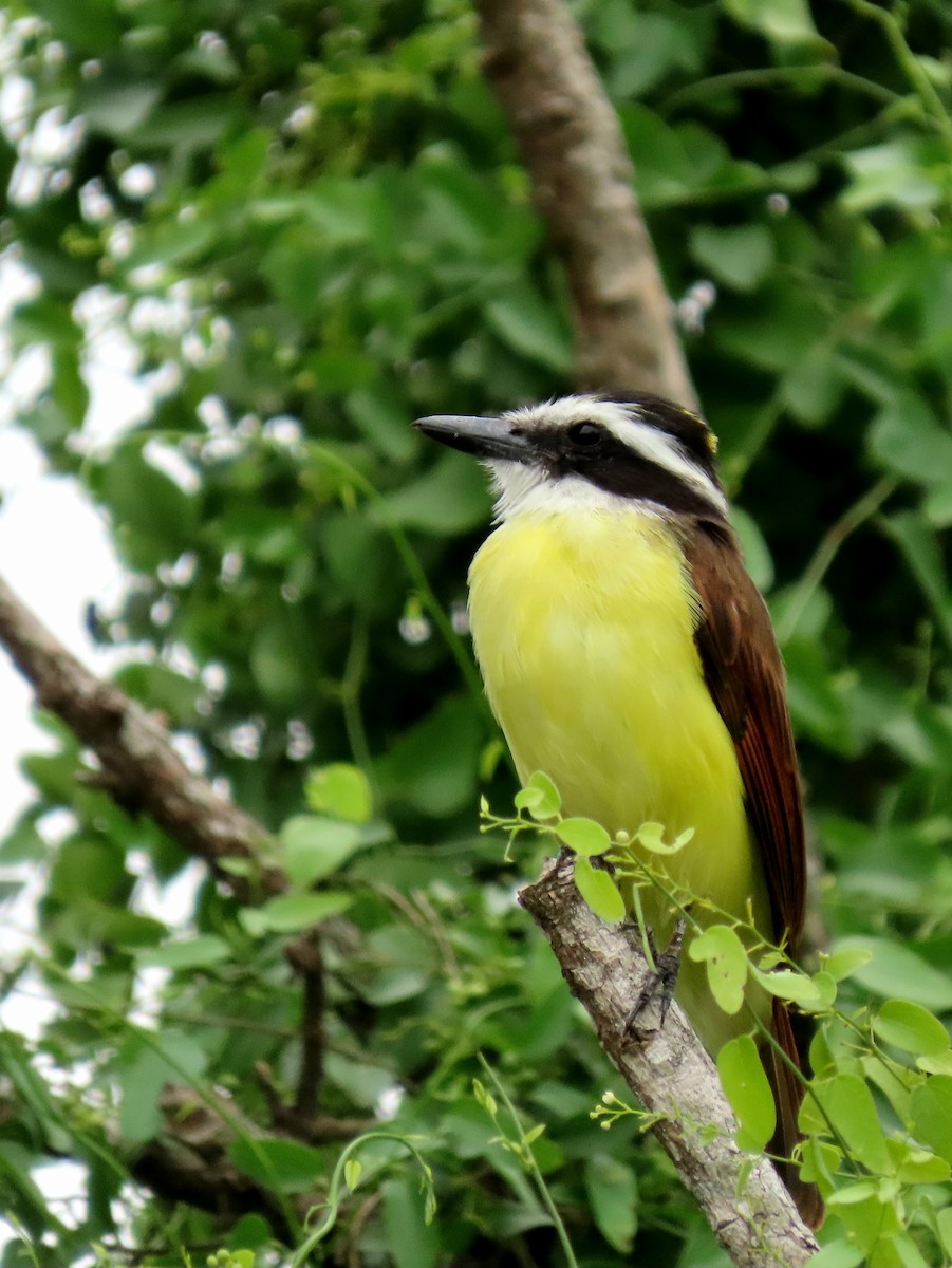 Great Kiskadee - ML609955389