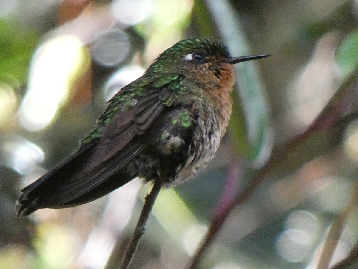 kolibřík dřišťálový - ML609955419