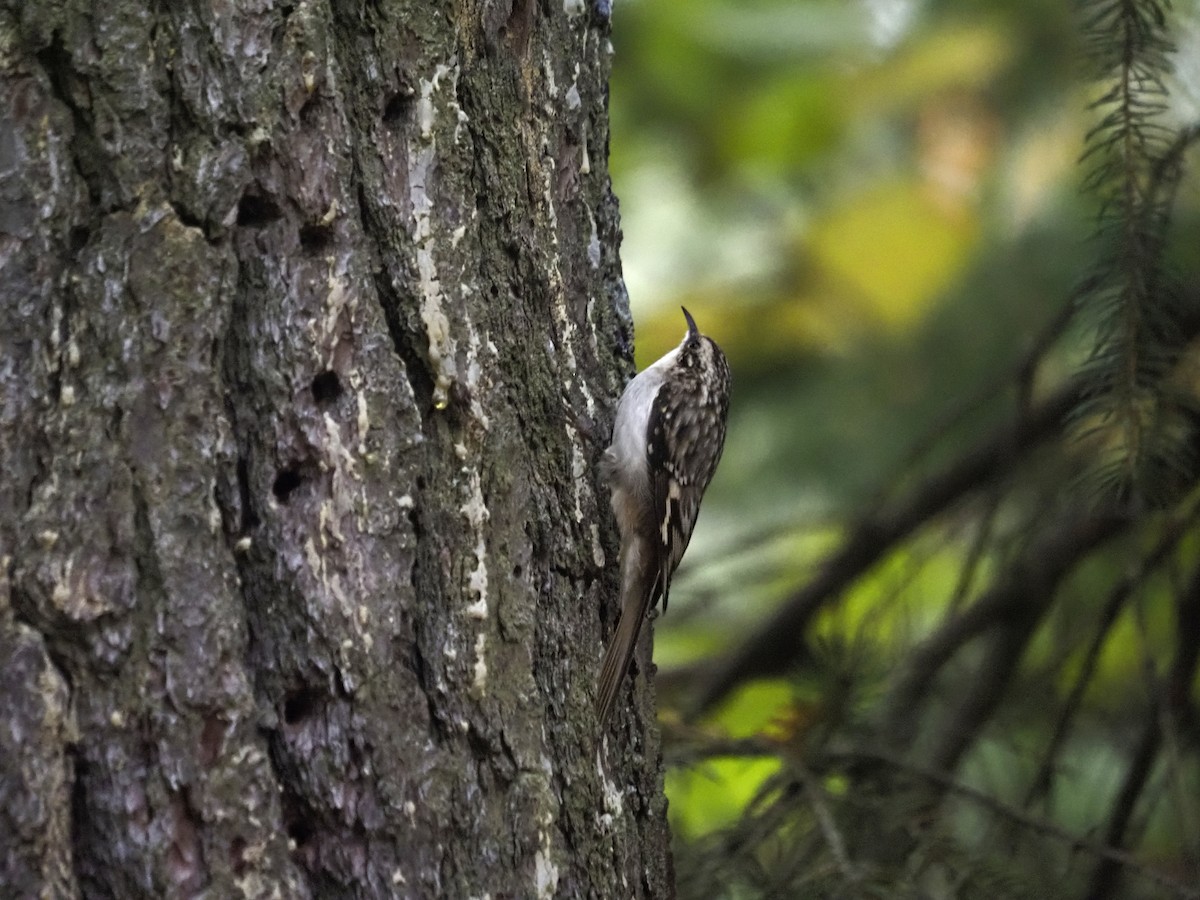 Brown Creeper - ML609955425