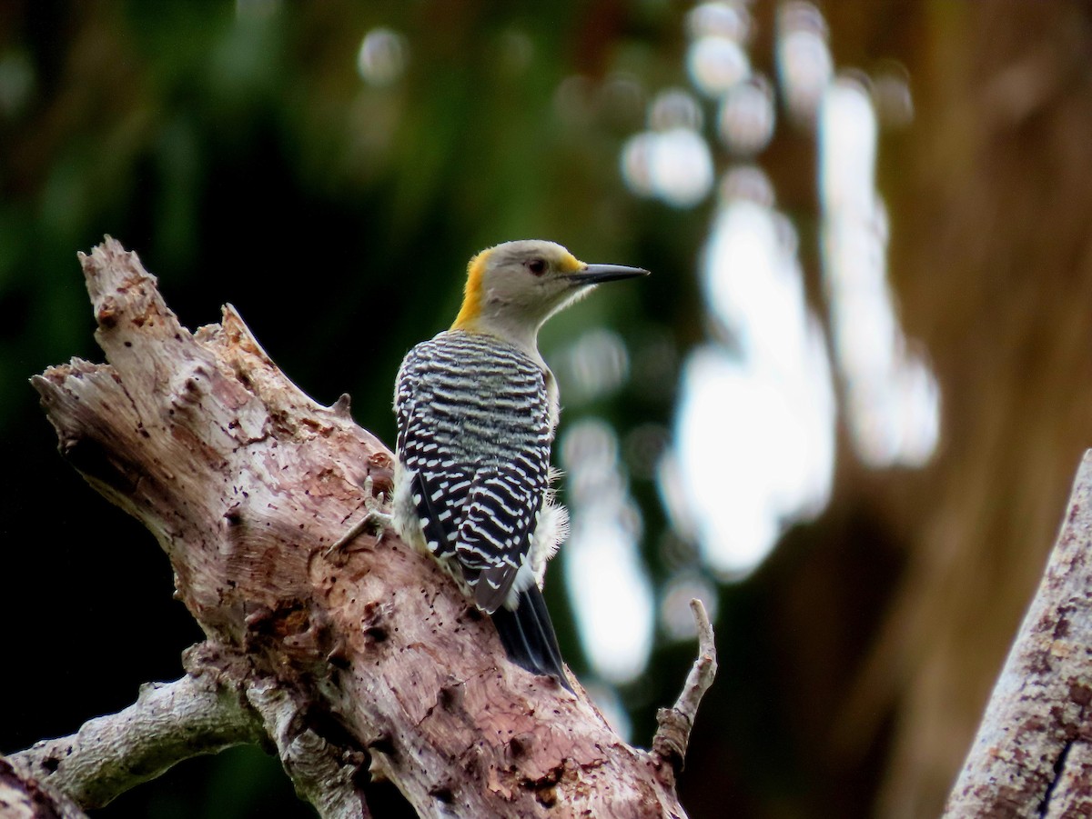 Golden-fronted Woodpecker - Caitlyn Schuchhardt