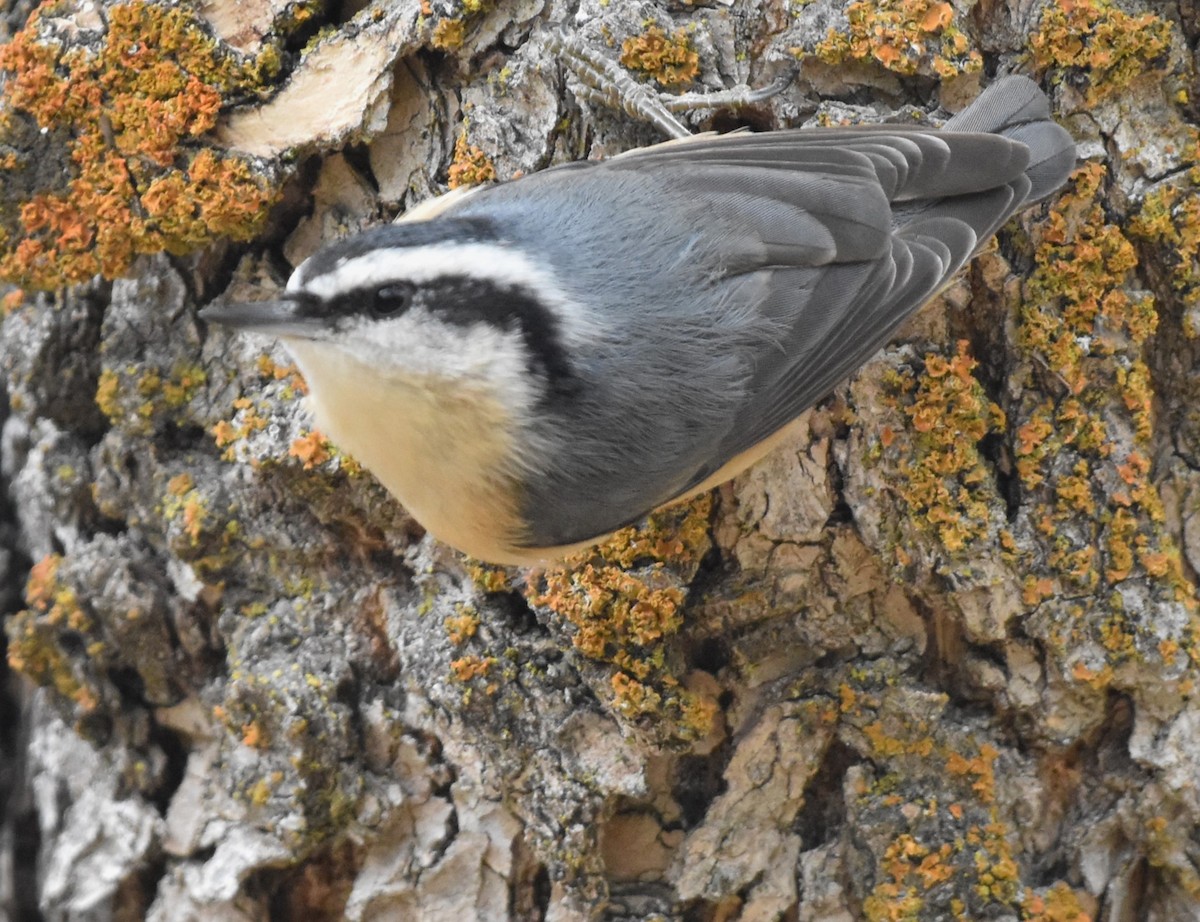 Red-breasted Nuthatch - ML609955646