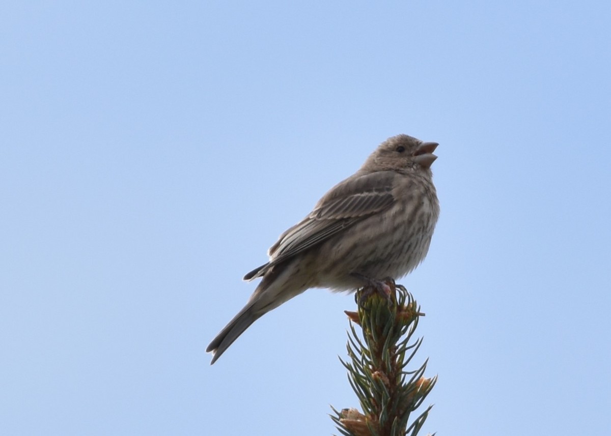 House Finch - ML609955669