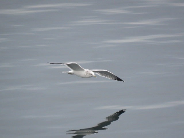 California Gull - Ed  Newbold