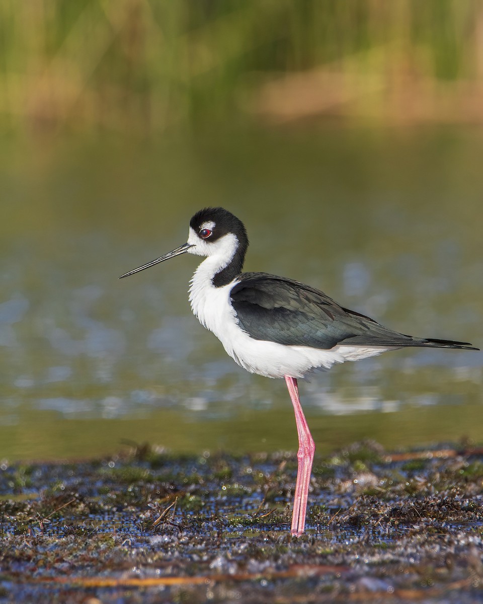 Black-necked Stilt - ML609955915