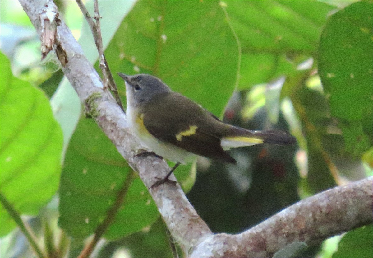 American Redstart - ML609955921