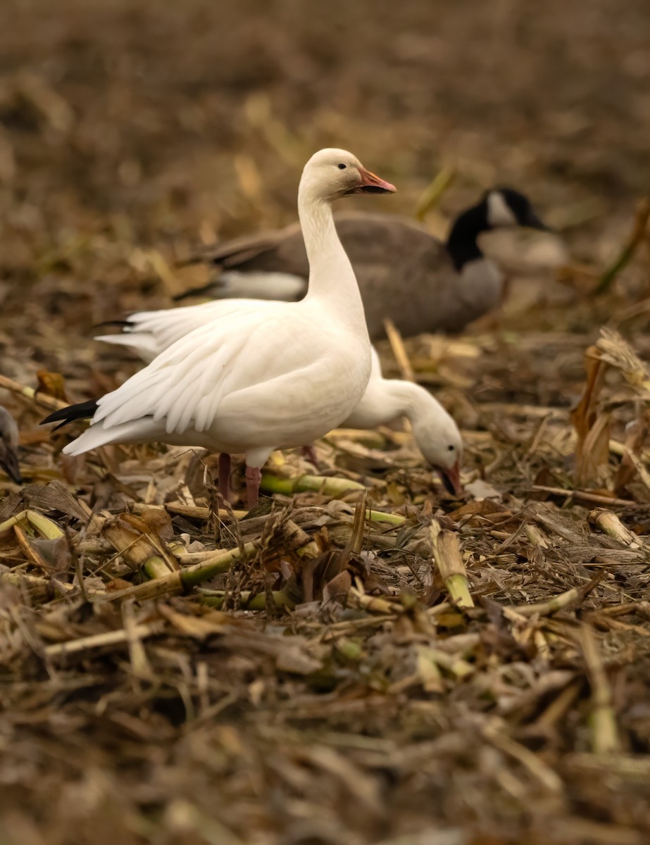 Snow Goose - ML609956001