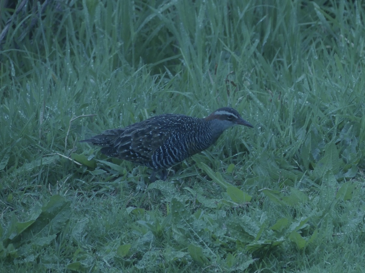 Buff-banded Rail - Andrew Wood