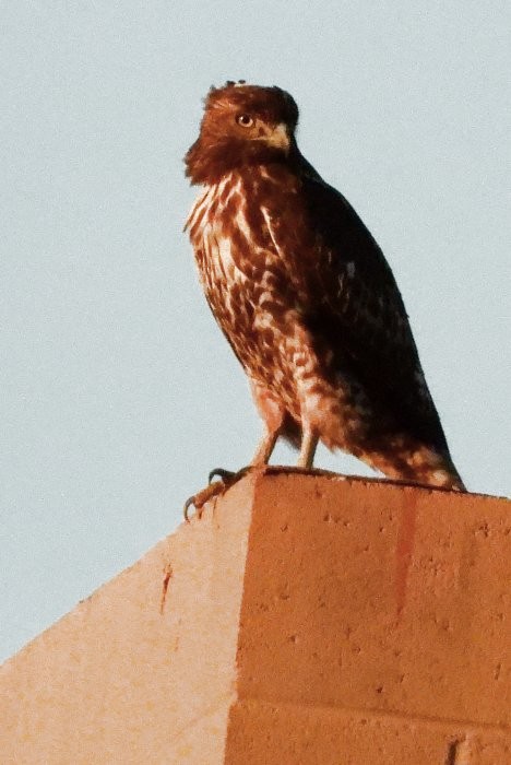 Red-tailed Hawk - ML609956092