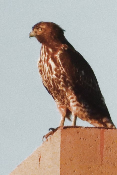 Red-tailed Hawk - ML609956175