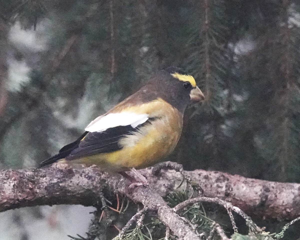 Evening Grosbeak - ML609956230