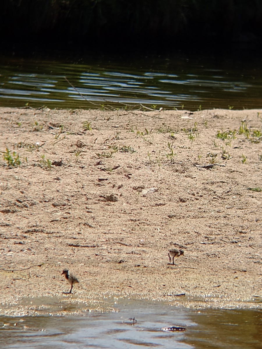 Southern Lapwing - ML609956260