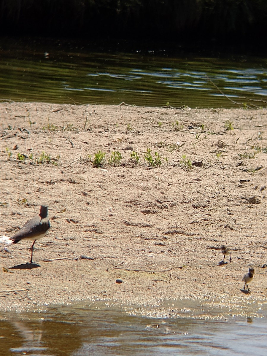 Southern Lapwing - ML609956262