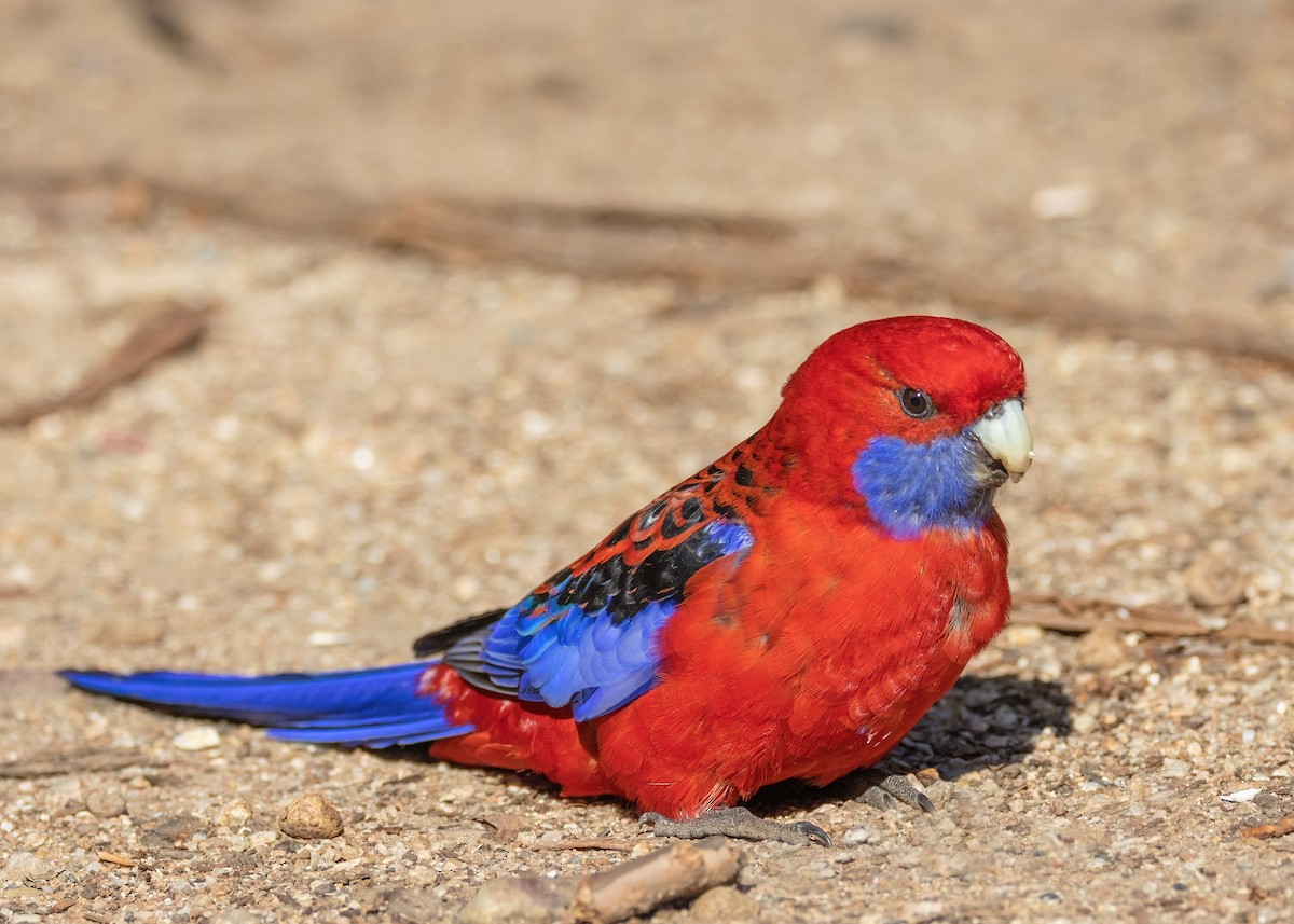 Crimson Rosella - ML609956321