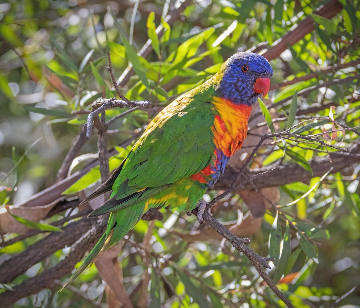 Rainbow Lorikeet - ML609956335