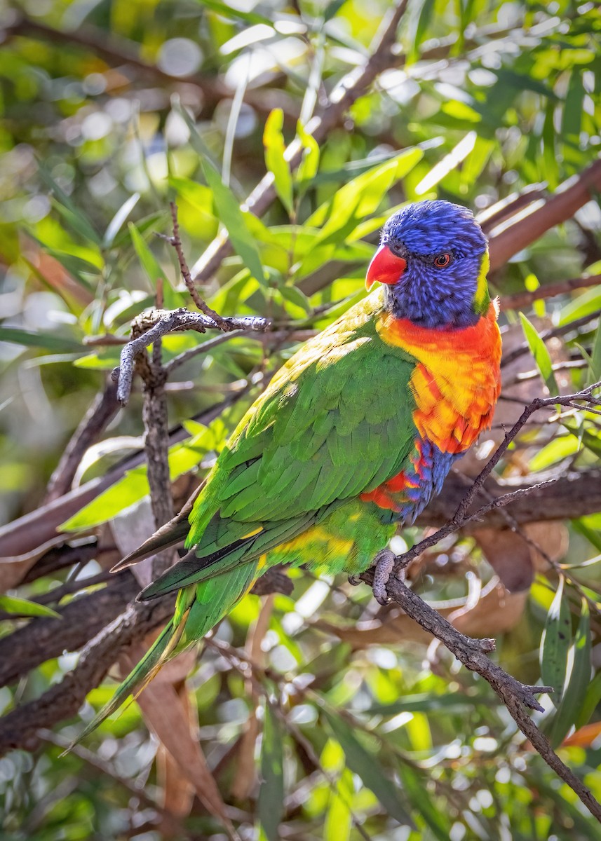 Rainbow Lorikeet - Julie Clark