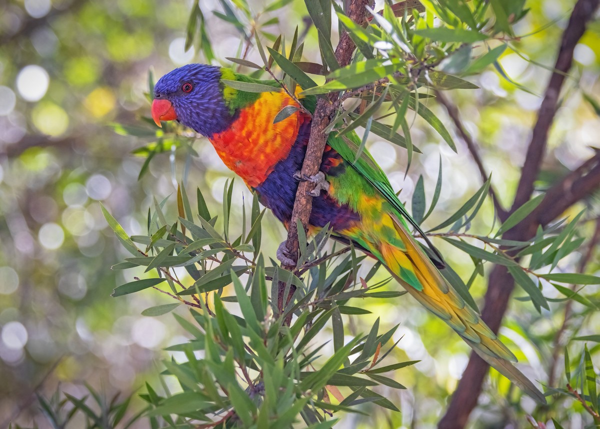 Rainbow Lorikeet - ML609956337