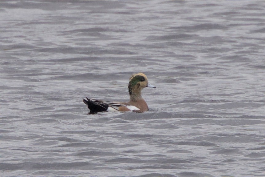 American Wigeon - ML609956373