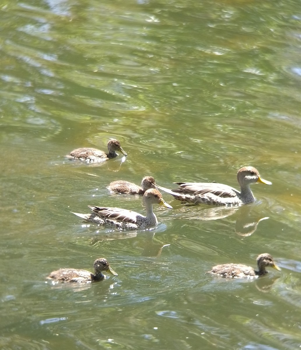 Yellow-billed Pintail - ML609956375