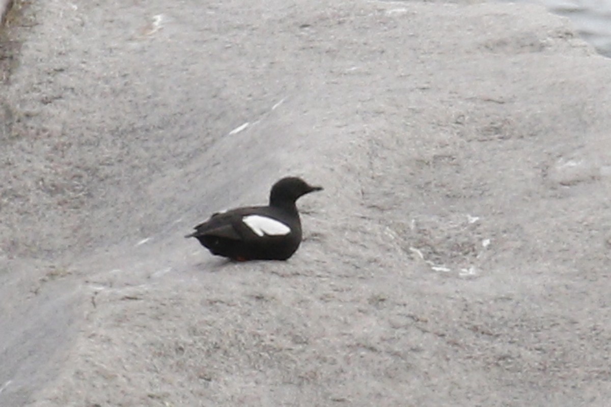 Pigeon Guillemot - ML60995641